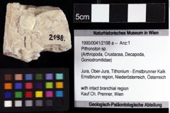 Foto (Objket + Etiketten) von Pithonoton sp. 